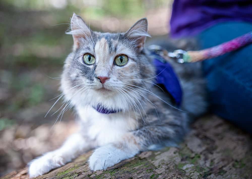 Tortie Cat on a leash in the woods