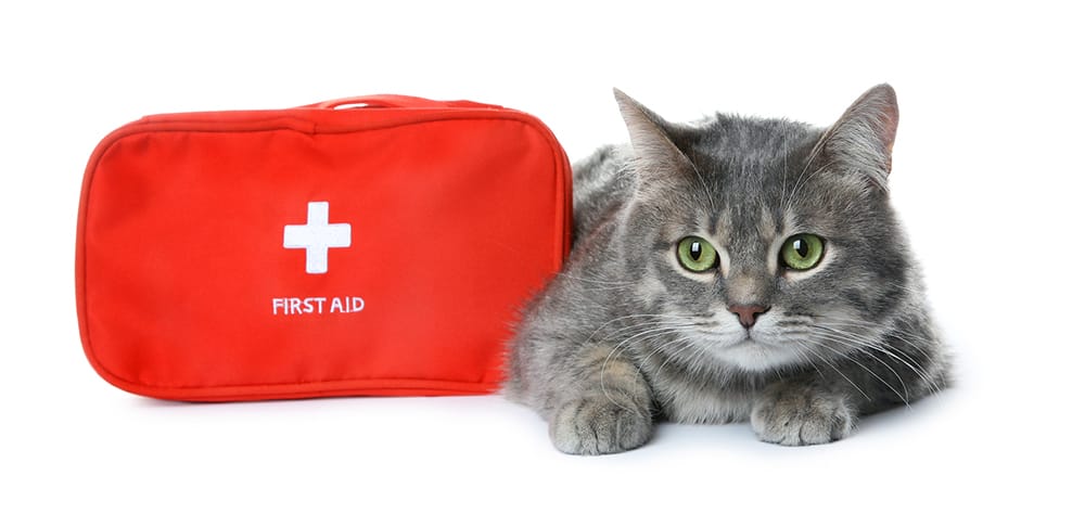 Pet first 2025 aid kit cat