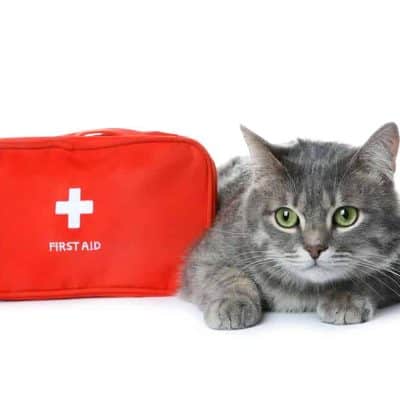 Gray Cat with Cat First Aid Kit