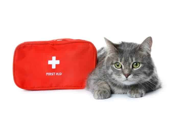 Gray Cat with Cat First Aid Kit