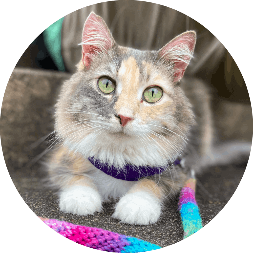 dilute tortie cat on a leash