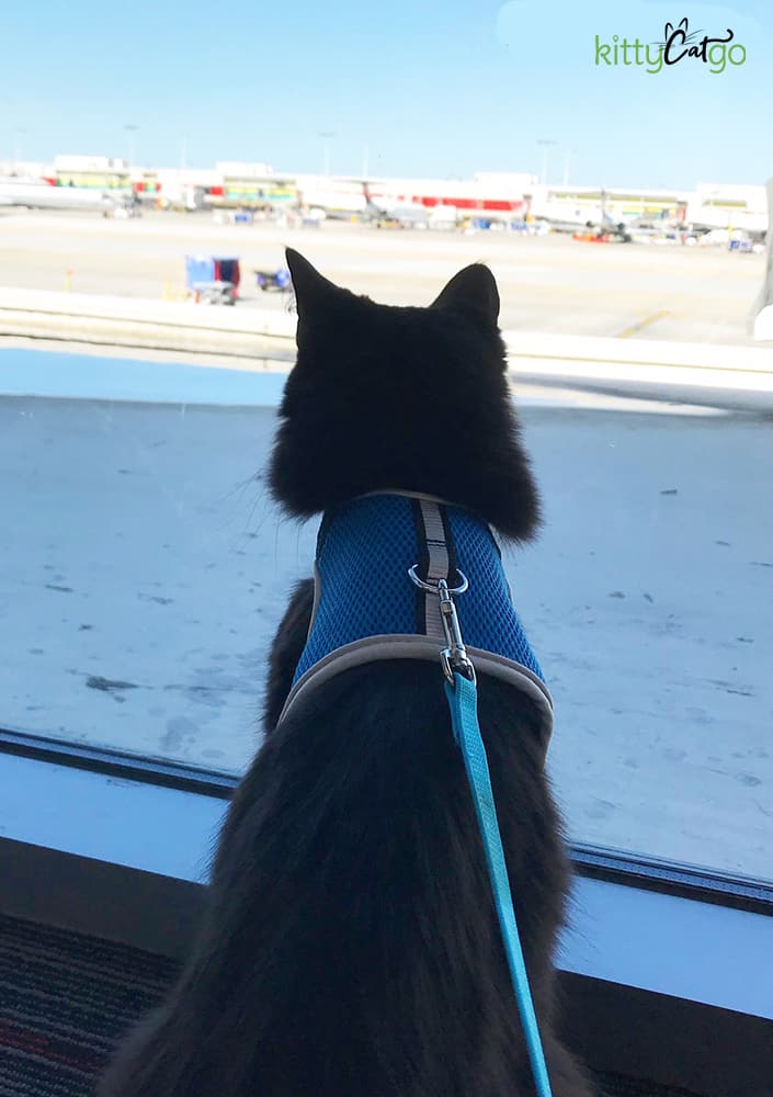 black cat on a harness looking out the window at the airport