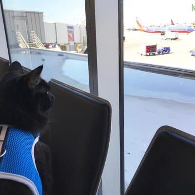 black cat on a harness and leash at the airport