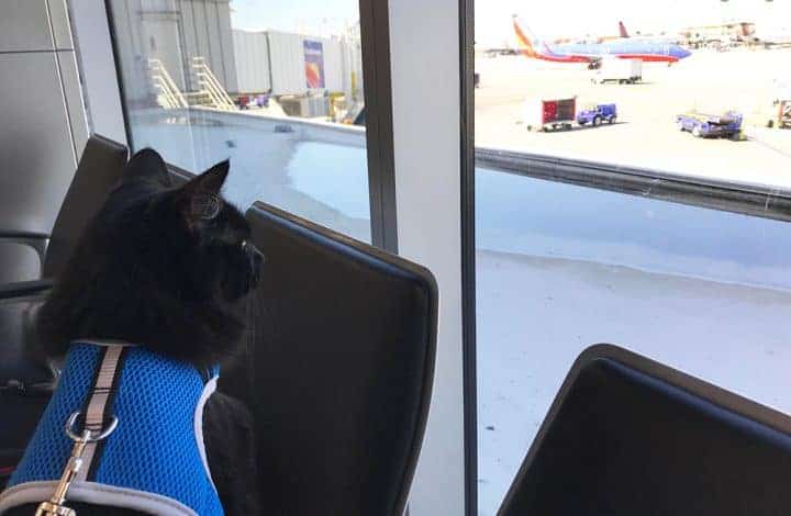 black cat on a harness and leash at the airport