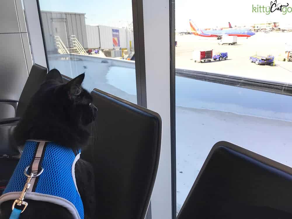 black cat on a harness and leash at the airport