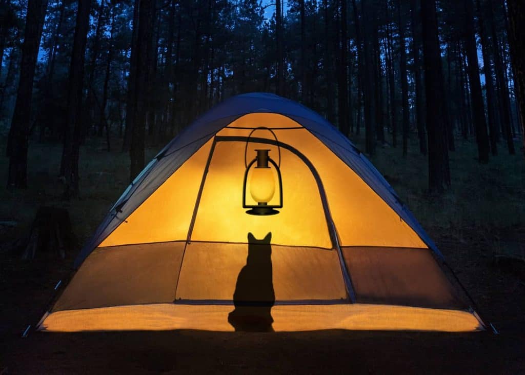 cat in tent