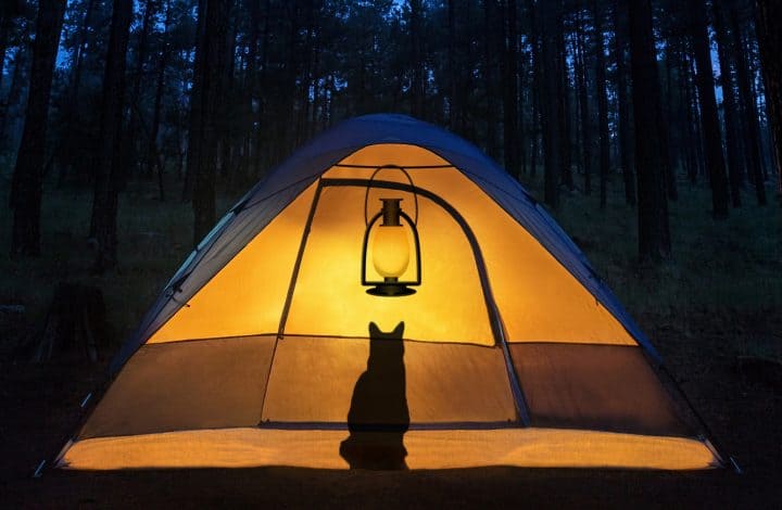 cat in tent