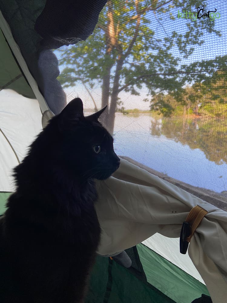 cat looking out tent window