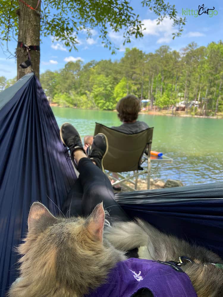 cat in a hammock overlooking a lake