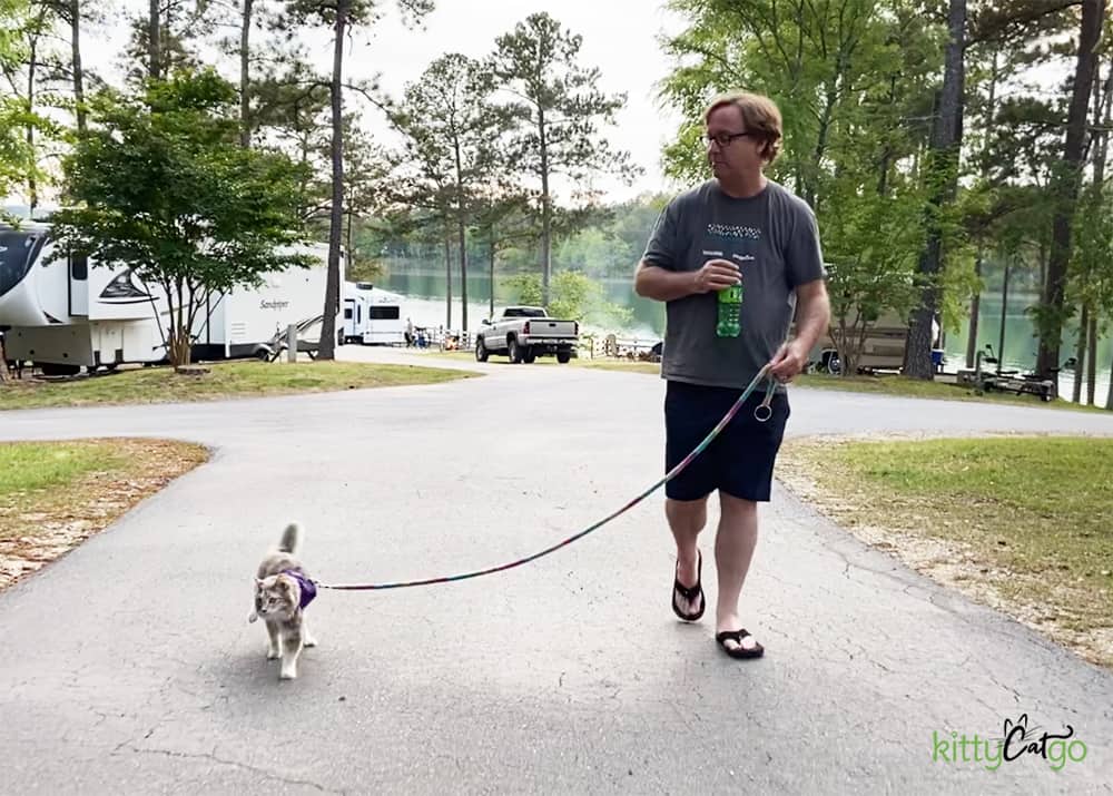 cat on leash walking around campground