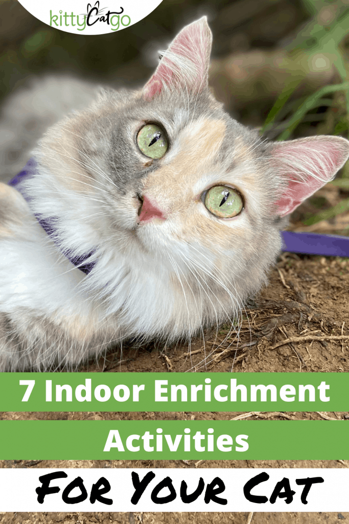 Pinnable Image - 7 Indoor Enrichment Activities for Your Cat