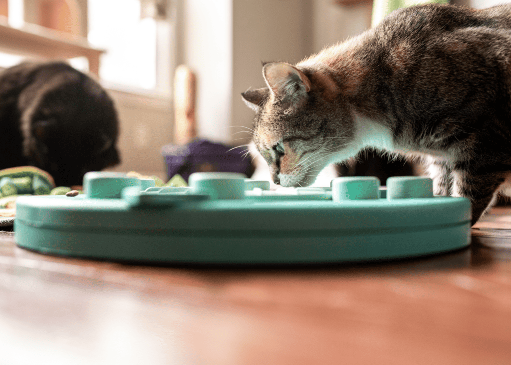 two cats working on a food puzzle