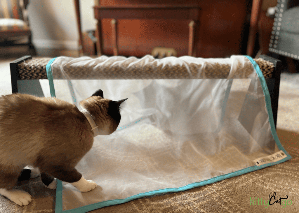 cat playing with sheer fun for cats