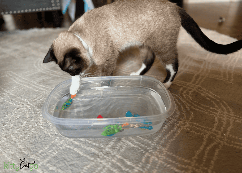 cat playing with robotic fish cat toys