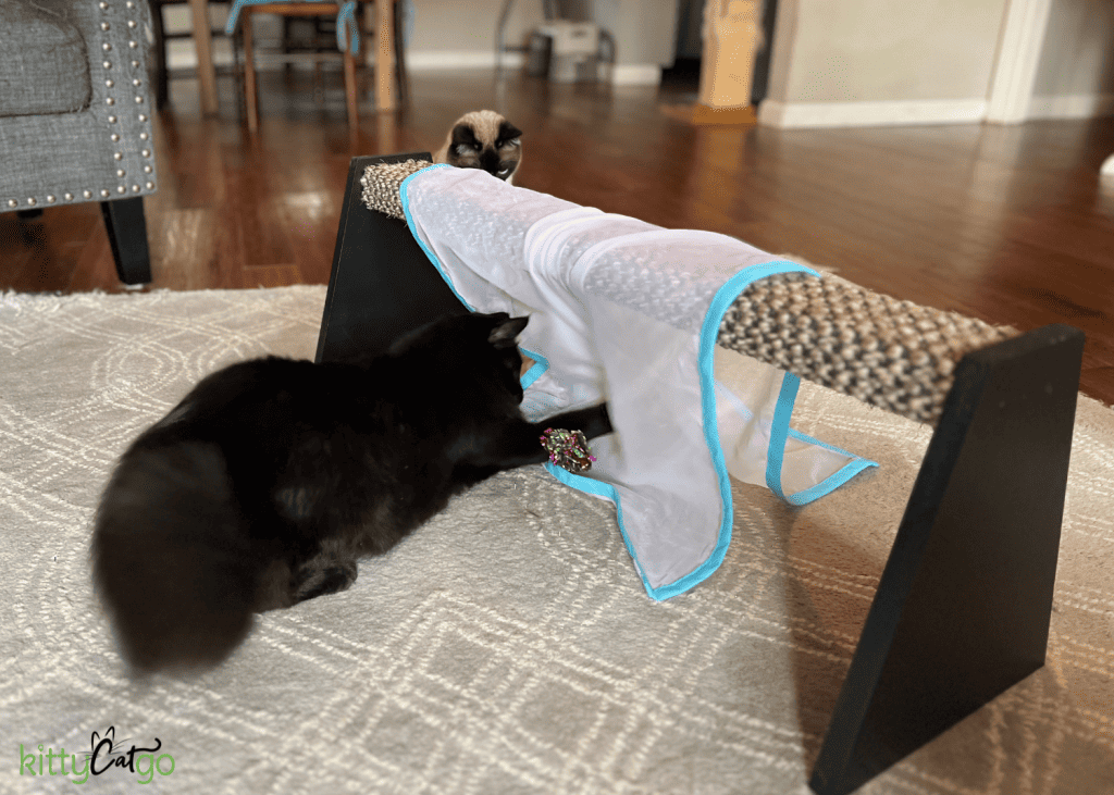 black cat playing with sheer fun for cats