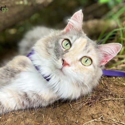 dilute tortie cat laying on ground in harness and leash