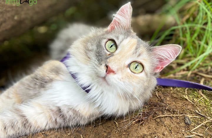 dilute tortie cat laying on ground in harness and leash