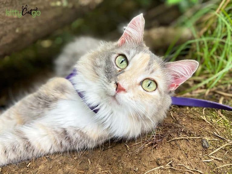 dilute tortie cat laying on ground in harness and leash