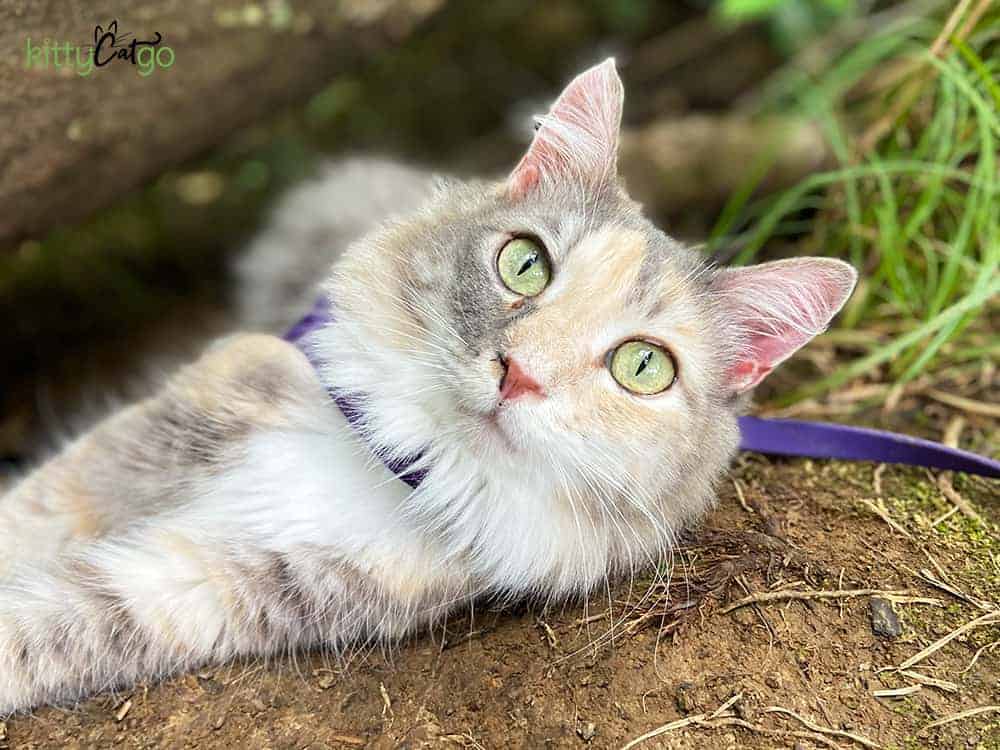 dilute tortie cat laying on ground in harness and leash