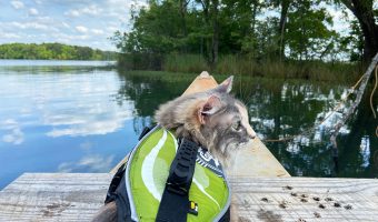 Cat in a life jacket on a canoe