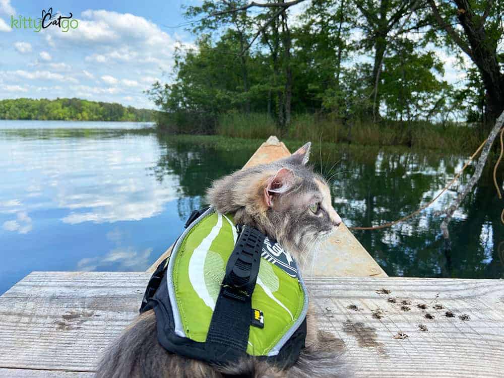 Cat in a life jacket on a canoe