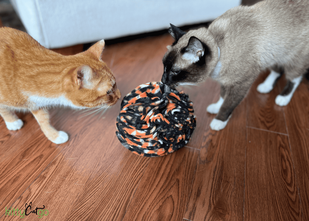 Cat Enrichment Project for Kids: DIY Treat Toy Puzzle