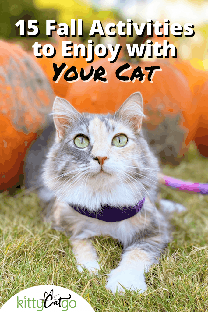 15 Fall Activities to Enjoy With Your Cat Pinnable Image - Cat at Pumpkin Patch