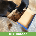 Indoor Enrichment Ideas for Cats - Pinnable Image