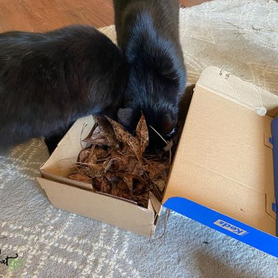 Indoor Cat Enrichment ideas - cats playing in foraging box