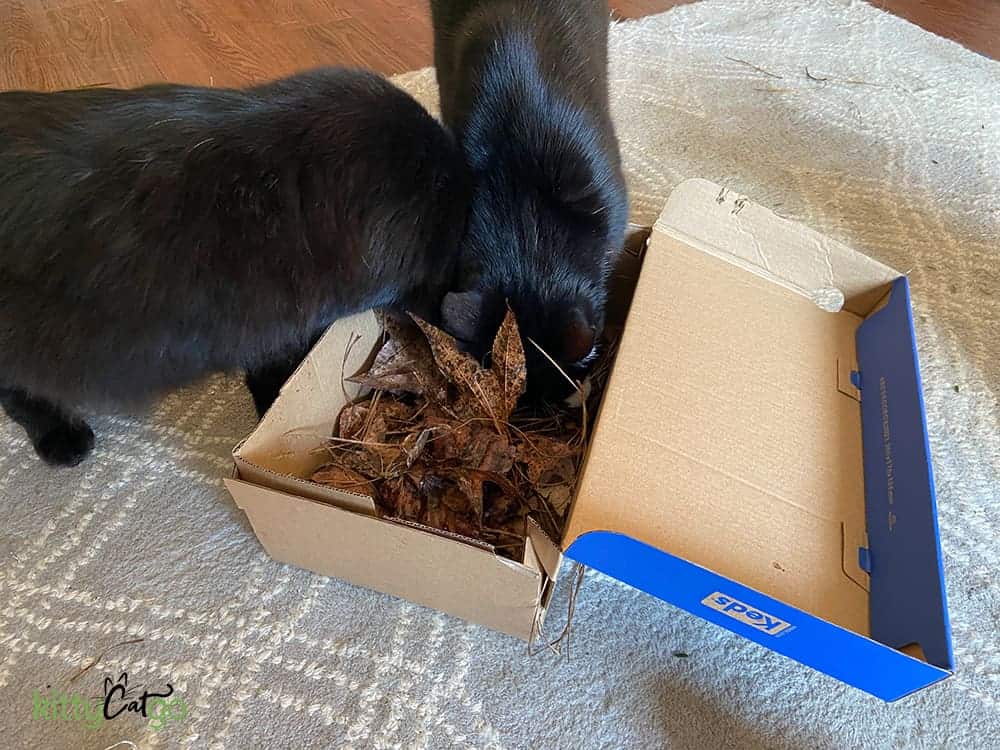 Indoor Cat Enrichment ideas - cats playing in foraging box