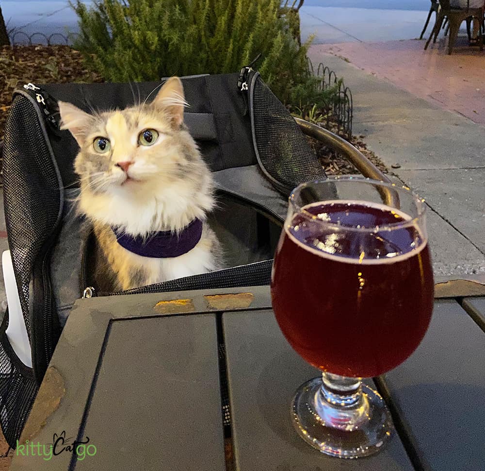 cat in a chair at a brewery