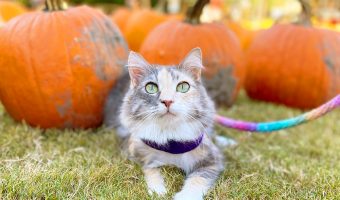 cat on a harness and leash at a pumpkin patch