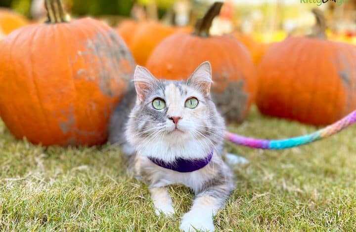 cat on a harness and leash at a pumpkin patch