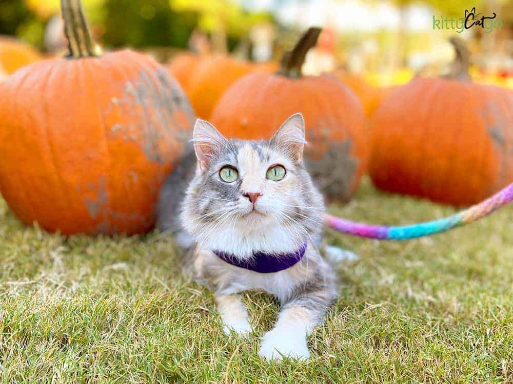 cat on a harness and leash at a pumpkin patch