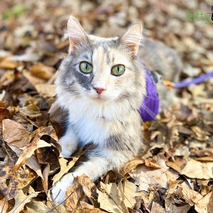 Geocaching with Your Cat