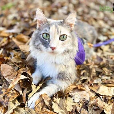 cat in leaves - geocaching with your cat