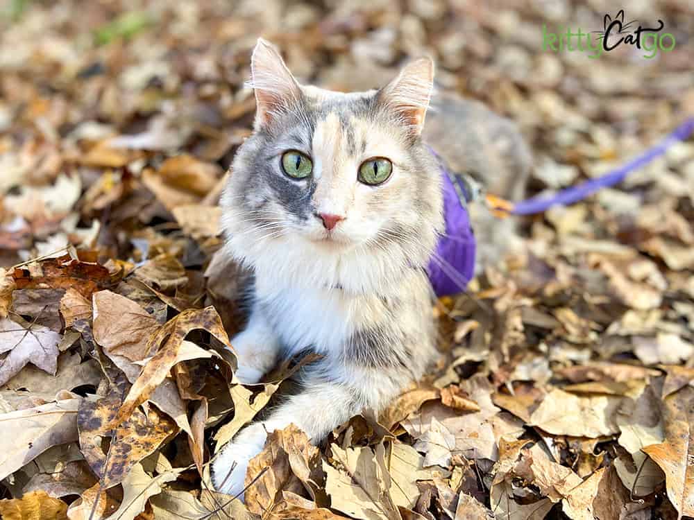 cat in leaves - geocaching with your cat