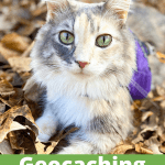 Geocaching with Your Cat - Pinnable Image
