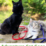 Best Adventure Cat Gear Pinnable Image - black cat and calico cat on a harness and leash laying on a rock