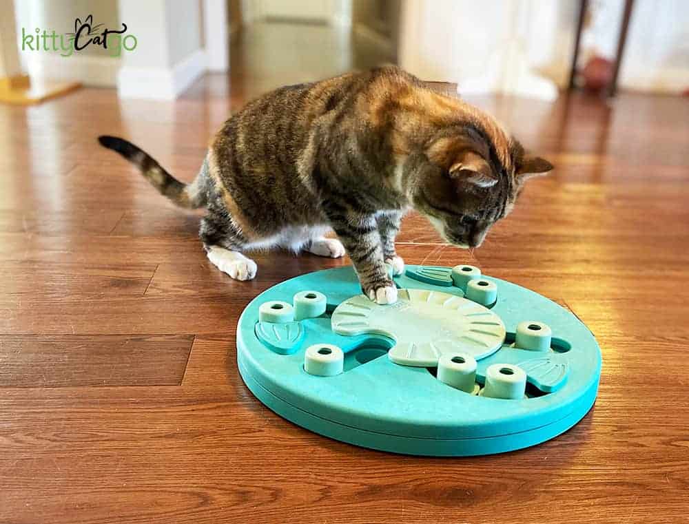 Try This: DIY Puzzle Feeders for Cats