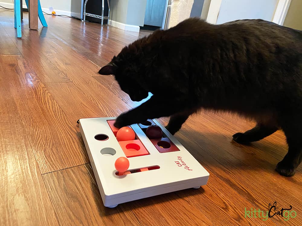 Cat solving Brain Mover Cat Food Puzzle
