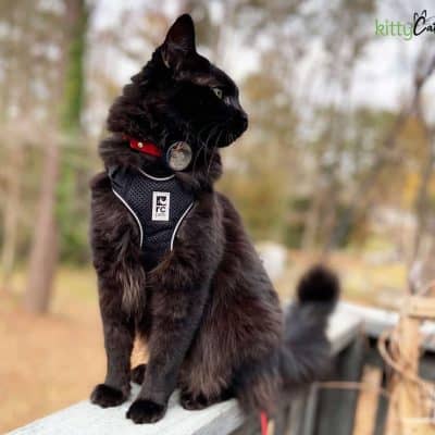 black cat on harness wearing an Apple AirTag for cats