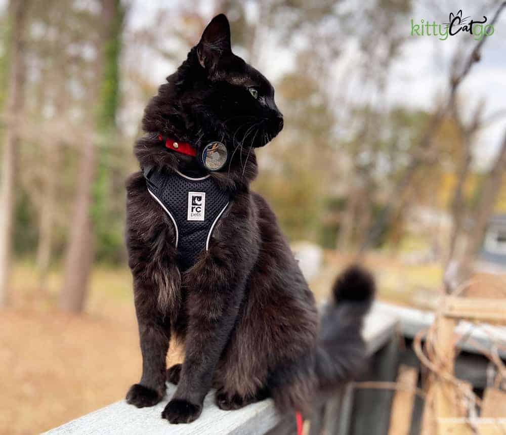 black cat on harness wearing an Apple AirTag for cats
