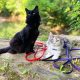 black cat and calico cat on harness and leash sitting on rock