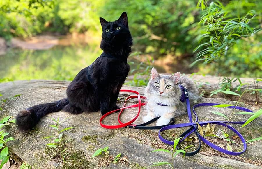 black cat and calico cat on harness and leash sitting on rock