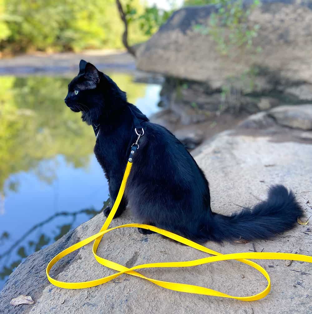 Black cat with yellow Kylo Leash for cats - best adventure cat gear