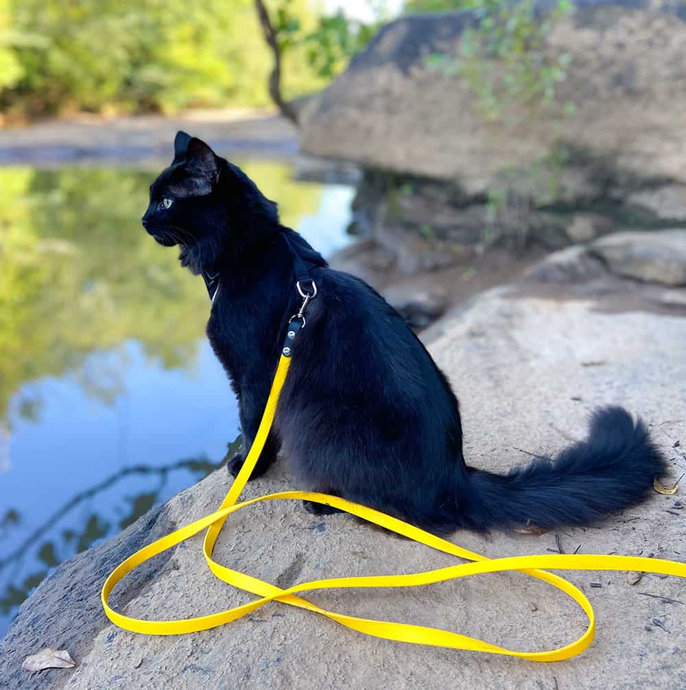 The Best Adventure Cat Gear for Beginners • KittyCatGO