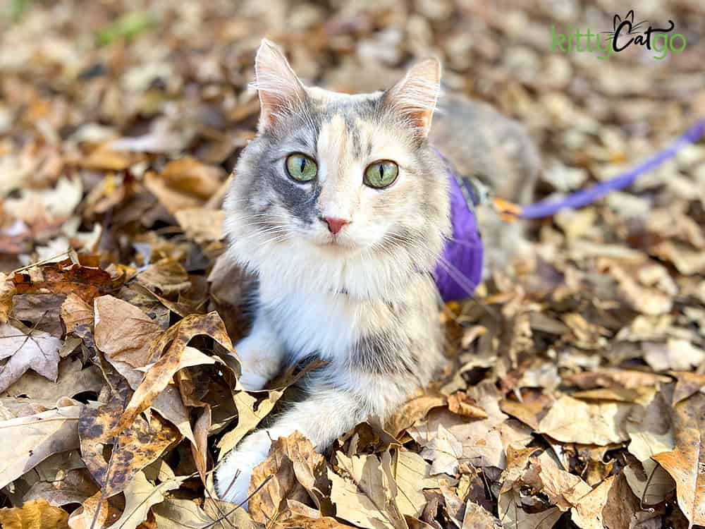 cat on harness and leash laying in leaves