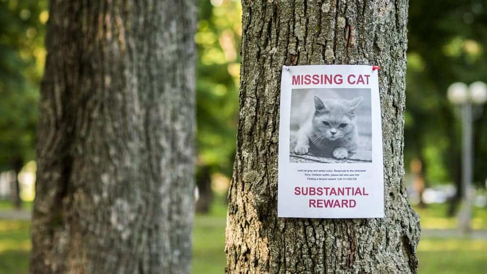Prevent your cat from getting lost - missing cat poster on a tree