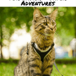 8 Cat Training Skills for Easier and Safer Adventures - Pinnable Image